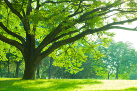 Ağaçların Yeri Nasıl Değiştirilir?